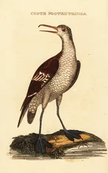 Odinshühnchen, Phalaropus lobatus