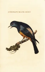 Silberbrusttangare, Tangara velia