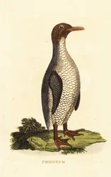 Unbekannte Pinguinart
