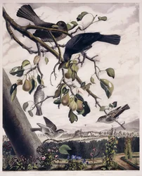 Gefleckter Fliegenschnäpper (Männchen und Weibchen), Amsel (Männchen und Weibchen) und gefleckter Fliegenschnäpper (Jungvogel), c.1841 (handkolorierte Gravur)