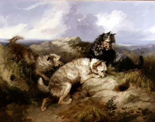 Ein Dandy Dinmont und zwei Cairns beim Kaninchenjagen