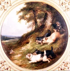 Terrier beim Kaninchenjagen