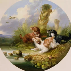 Drei Spaniels spülen Stockenten auf