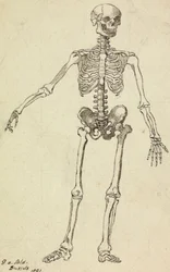 Zeichnung eines Skeletts