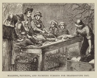 Schälen, Rupfen und Plumpen von Truthähnen für Thanksgiving