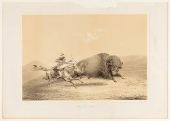 Büffeljagd, Verfolgung--Nr. 5