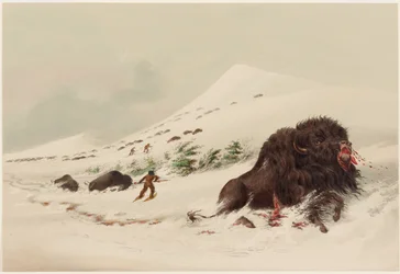 Büffeljagd, sterbender Büffelbulle in einer Schneewehe