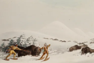 Büffeljagd auf Schneeschuhen