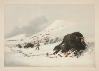 Sterbender Büffelbulle im Schneeverwehung, pl. 17 aus dem Nordamerikanischen Indianer-Portfolio
