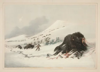 Sterbender Büffelbulle in einer Schneewehe, Tafel 17 aus dem North American Indian Portfolio