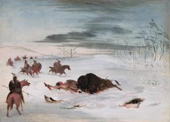 Sterbender Büffel in einer Schneeverwehung