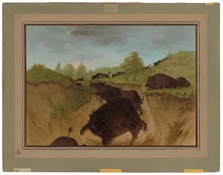 Grizzlybären greifen Büffel an
