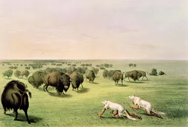 Büffeljagd getarnt mit Wolfshäuten, ca. 1832