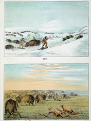 Indianer Amerikas. Bisonjagd: Indianer tragen Schneeschuhe, um im Winter zu jagen, und bedecken sich im Sommer mit Wolfshaut. Illustration von George Catlin (1794-1872)