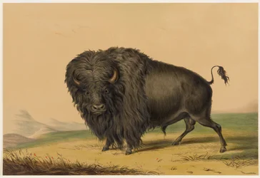 Der Amerikanische Bison