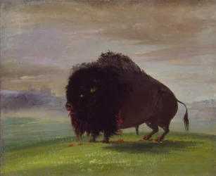 Verwundeter Büffel, der sein Blut über die Prärien streut, 1832-1833