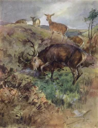 Illustration für The Story of a Red Deer (Farblithografie)