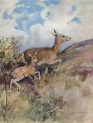 Illustration für Die Geschichte eines Rothirsches