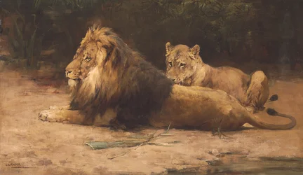 Löwe und Löwin in Ruhe