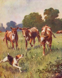 Der Hund bellt die Kühe an