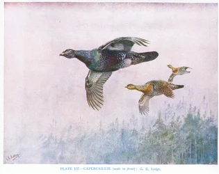 Auerhahn (Männchen vorne), Illustration aus 