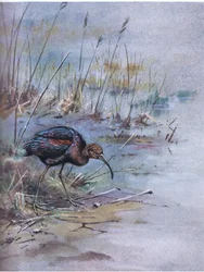 Brauner Sichler (Lithografie)