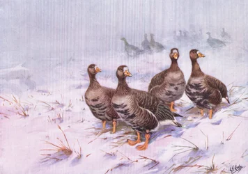 Grönland Weißwangengans (Lithografie)
