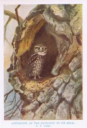 Steinkauz am Nestloch, Illustration aus 