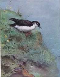 Manx-Sturmtaucher