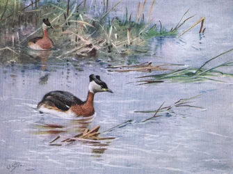 Rothalstaucher (Lithografie)
