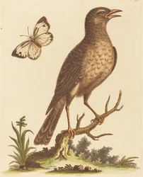 Brauner Vogel mit einem Schmetterling