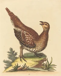 Braun gesprenkelter Vogel