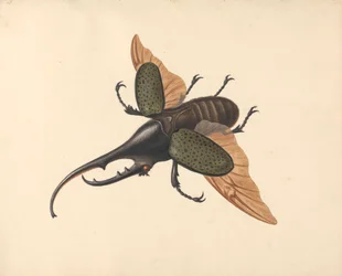 Herkuleskäfer