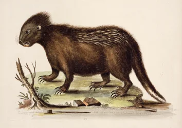 Hudson Bay Stachelschwein, 1742