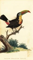 Fischertukan, Ramphastos sulfuratus (Gravur)