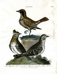 Lerchen (Alauda)
