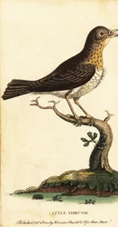 Kleiner Drosselvogel, Turdus minor, 1800