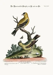 Der amerikanische Goldzeisig, Hahn und Henne, 1749-73