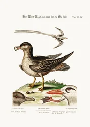 Der arktische Vogel, vermutlich die Henne. Der tropische Vogel, 1749-73