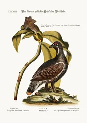 Der schwarze und gefleckte Heidehahn, 1749-73