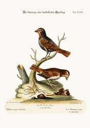 Die schwarzen oder dunklen Spatzen, 1749-73