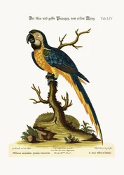 Der Blau- und Gelb-Makaw, 1749-73