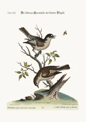 Der männliche Stieglitz. Der weibliche Stieglitz, 1749-73