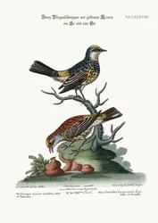 Die Goldkronen-Fliegenschnäpper, Hahn und Henne