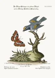 Der Goldflügel-Fliegenschnäpper und der Gefleckte Schildkrötenfalter, 1749-73