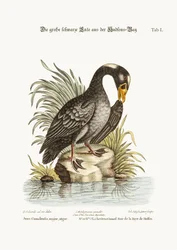 Die große schwarze Ente aus der Hudson Bay, 1749-73