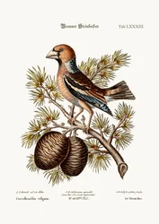 Der Kernbeißer oder Haw-Finch, 1749-73