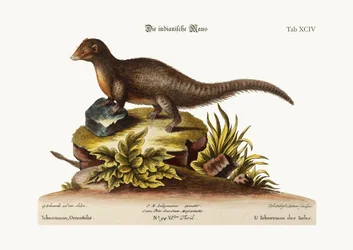 Der indische Ichneumon, 1749-73