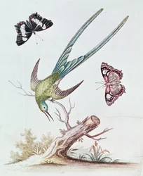 Der Langschwanzkolibri, 1742