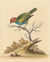 Der Rotkopf-Fink aus Surinam, 1741